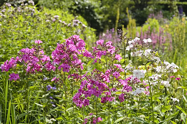 570078 - Garden phlox (Phlox paniculata)