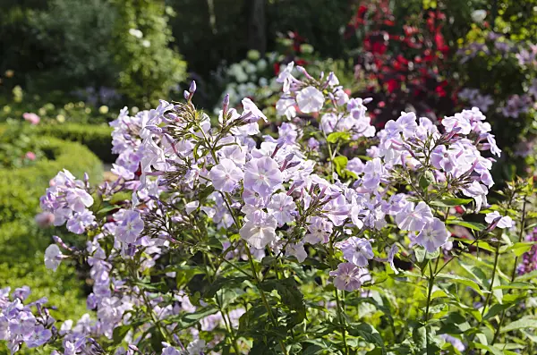 570086 - Garden phlox (Phlox paniculata)