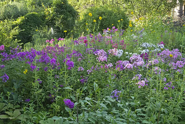 608112 - Garden phlox (Phlox paniculata)