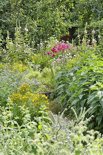 474245 - Garden phlox (Phlox paniculata) and common hollyhock (Alcea rosea)