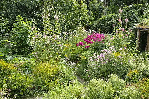 474247 - Garden phlox (Phlox paniculata) and common hollyhock (Alcea rosea)
