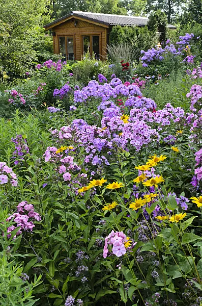 498311 - Garden phlox (Phlox paniculata) and false sunflower (Heliopsis helianthoides)