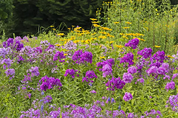 511085 - Garden phlox (Phlox paniculata) and false sunflower (Heliopsis helianthoides)