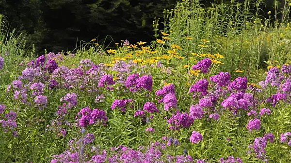 511102 - Garden phlox (Phlox paniculata) and false sunflower (Heliopsis helianthoides)