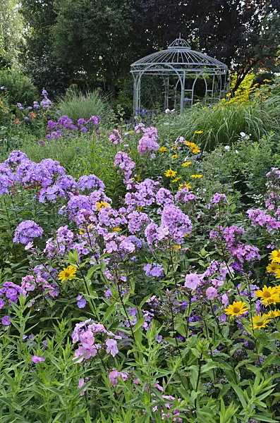 498312 - Garden phlox (Phlox paniculata) and false sunflower (Heliopsis helianthoides) in front of a garden pavilion