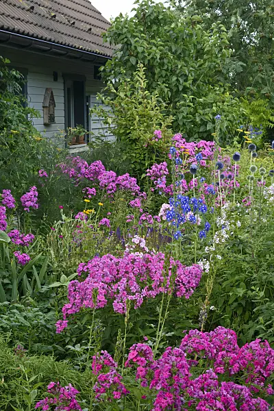 558018 - Garden phlox (Phlox paniculata) and larkspurs (Delphinium)