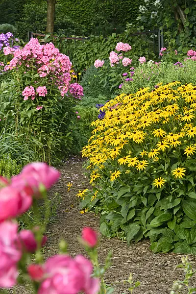 559089 - Garden phlox (Phlox paniculata) and orange cone flower (Rudbeckia fulgida)