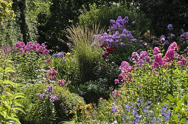 498306 - Garden phlox (Phlox paniculata) and reed grass (Calamagrostis x acutiflora 'Karl Foerster')