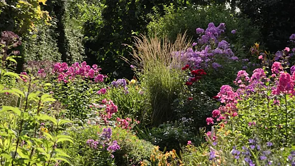 498316 - Garden phlox (Phlox paniculata) and reed grass (Calamagrostis x acutiflora 'Karl Foerster')
