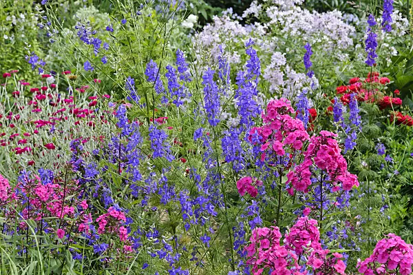 474105 - Garden phlox (Phlox paniculata) and rocket larkspur (Consolida ajacis)