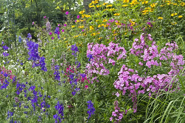 510064 - Garden phlox (Phlox paniculata) and rocket larkspur (Consolida ajacis)
