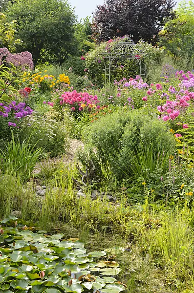 534523 - Garden phlox (Phlox paniculata) and rose (Rosa) with garden pavilion