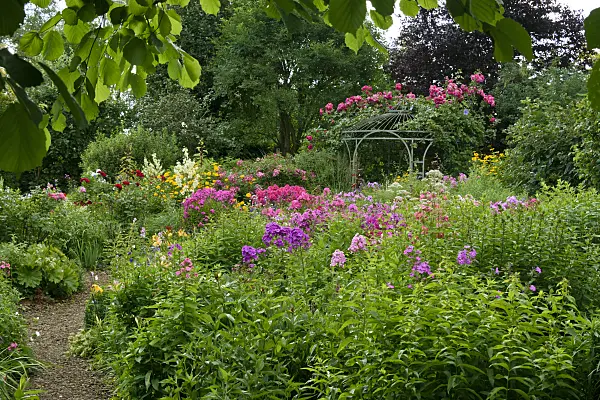 558014 - Garden phlox (Phlox paniculata) and roses (Rosa) in front of a garden pavilion