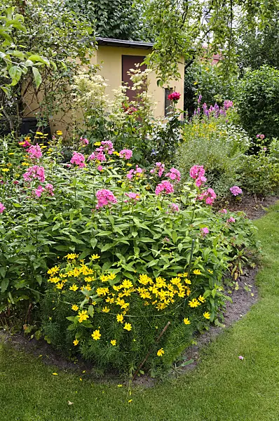 474160 - Garden phlox (Phlox paniculata) and whorled tickseed (Coreopsis verticillata)