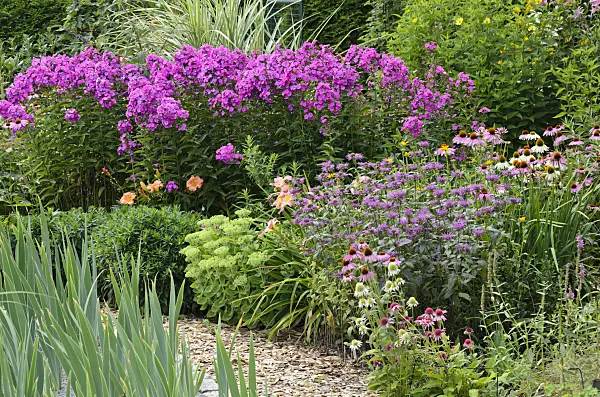 534516 - Garden phlox (Phlox paniculata), bee balms (Monarda) and purple cone flowers (Echinacea purpurea)