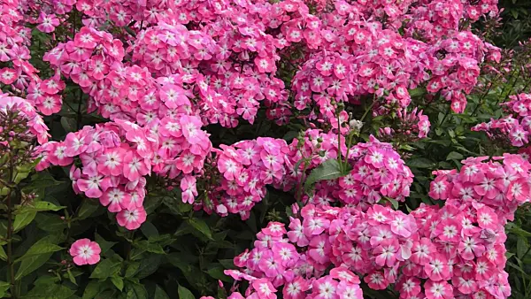 498103 - Garden phlox (Phlox paniculata 'Eva Foerster')