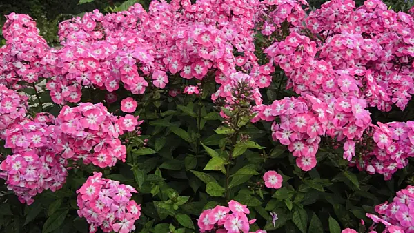 498104 - Garden phlox (Phlox paniculata 'Eva Foerster')