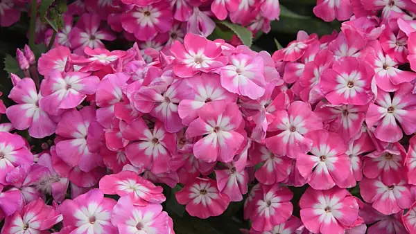 498105 - Garden phlox (Phlox paniculata 'Eva Foerster')