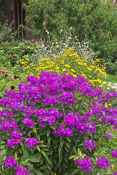 558340 - Garden phlox (Phlox paniculata), false sunflowers (Heliopsis) and dahlias (Dahlia)