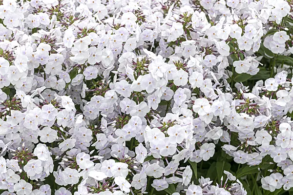 607167 - Garden phlox (Phlox paniculata 'Fashionably Early Crystal')