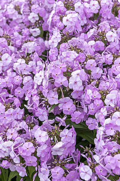 607168 - Garden phlox (Phlox paniculata 'Fashionably Early Princess')