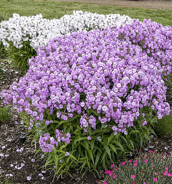 607169 - Garden phlox (Phlox paniculata 'Fashionably Early Princess')