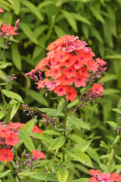 474019 - Garden phlox (Phlox paniculata 'Feuerspiegel')