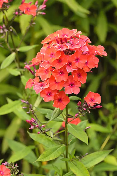 474020 - Garden phlox (Phlox paniculata 'Feuerspiegel')