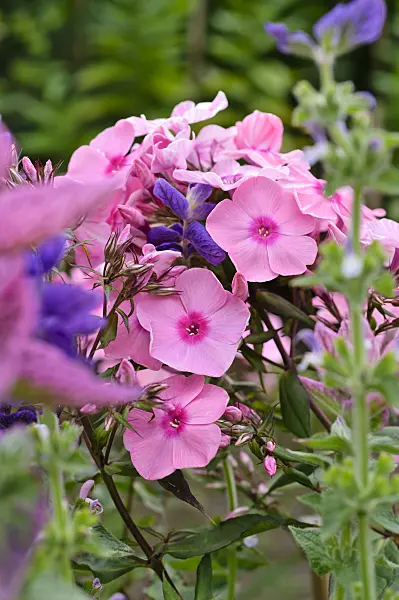 474009 - Garden phlox (Phlox paniculata 'Frauenlob')