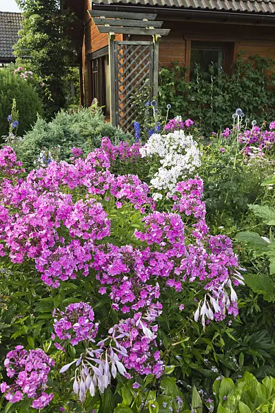 510065 - Garden phlox (Phlox paniculata) in front of a garden house