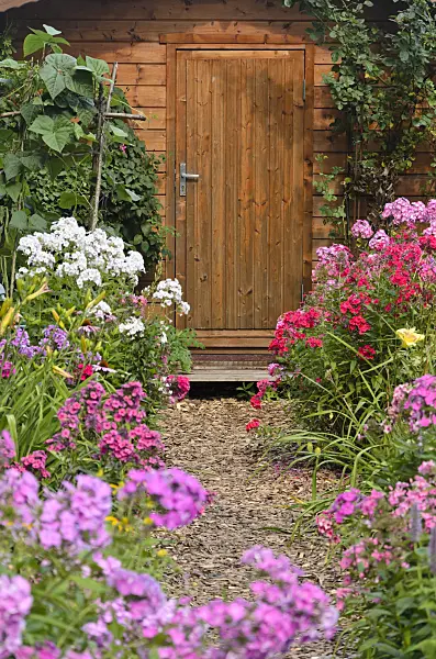 534515 - Garden phlox (Phlox paniculata) in front of a garden house