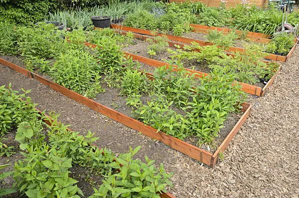 544105 - Garden phlox (Phlox paniculata) in propagation beds