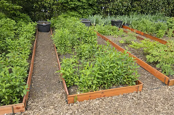 544106 - Garden phlox (Phlox paniculata) in propagation beds