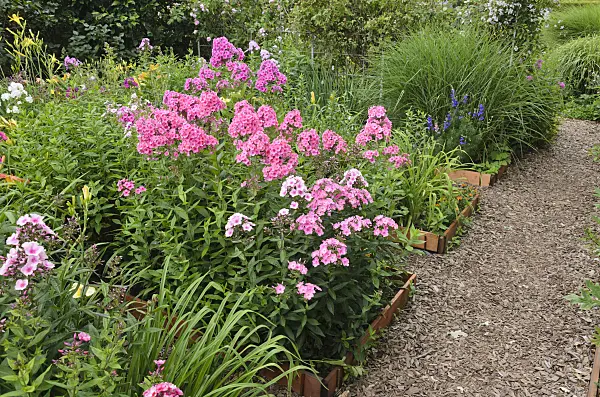 546046 - Garden phlox (Phlox paniculata) in propagation beds