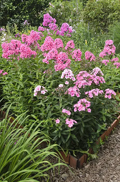 546047 - Garden phlox (Phlox paniculata) in propagation beds