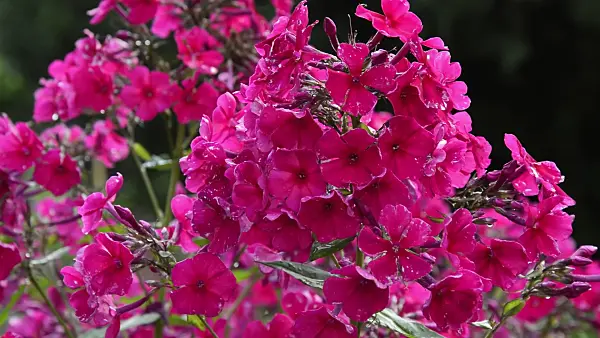 510109 - Garden phlox (Phlox paniculata 'Kirchenfürst')