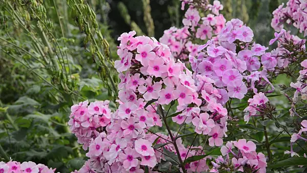 498108 - Garden phlox (Phlox paniculata 'Landhochzeit')