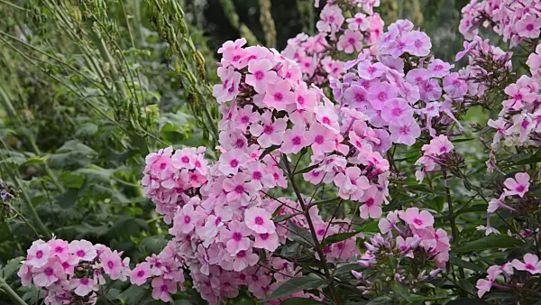 498109 - Garden phlox (Phlox paniculata 'Landhochzeit')