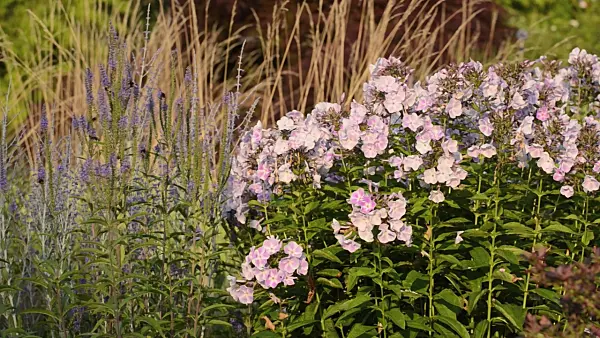 498161 - Garden phlox (Phlox paniculata 'Prospero'), Russian sage (Perovskia abrotanoides) and bumble bees (Bombus)