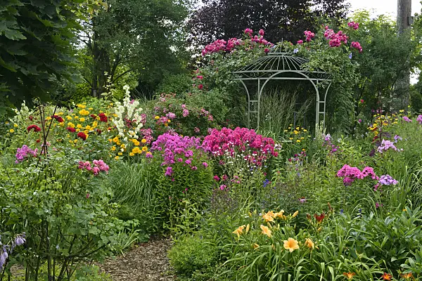 558012 - Garden phlox (Phlox paniculata), roses (Rosa) and day lilies (Hemerocallis) in front of a garden pavilion