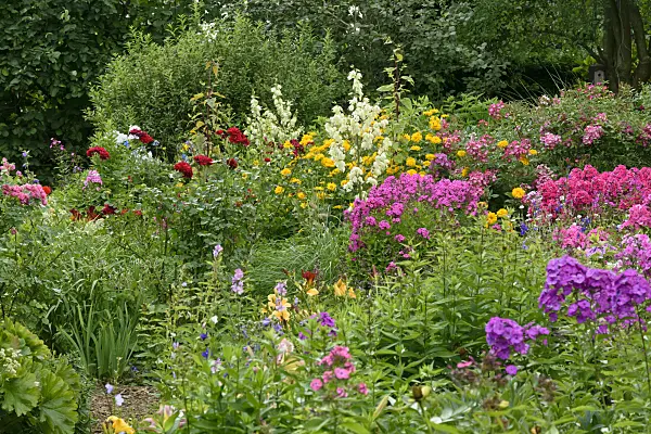 558013 - Garden phlox (Phlox paniculata), roses (Rosa), false sunflowers (Heliopsis) and spoonleaf yucca (Yucca filamentosa)