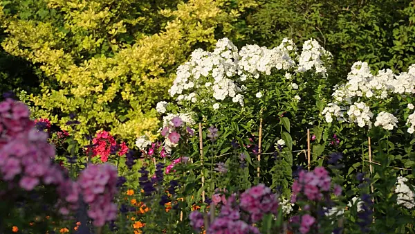 498074 - Garden phlox (Phlox paniculata 'Schneeferner')