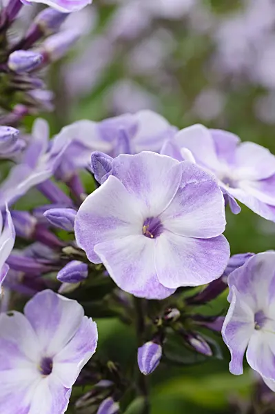 474010 - Garden phlox (Phlox paniculata 'Violetta Gloriosa')