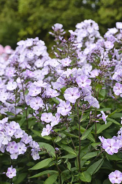 474011 - Garden phlox (Phlox paniculata 'Violetta Gloriosa')