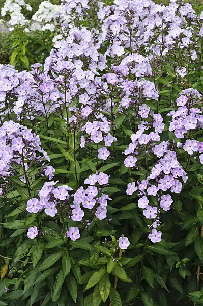 474012 - Garden phlox (Phlox paniculata 'Violetta Gloriosa')