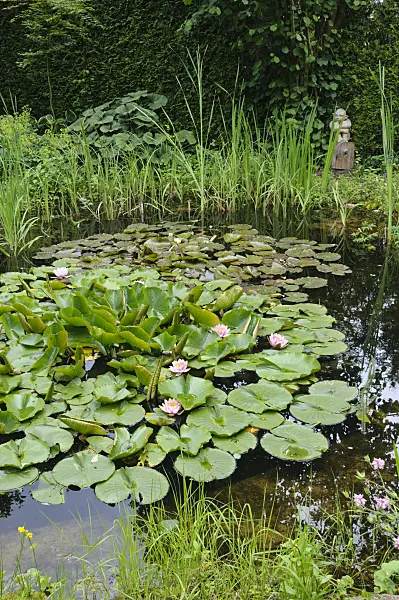 473085 - Garden pond with water lilies (Nymphaea)
