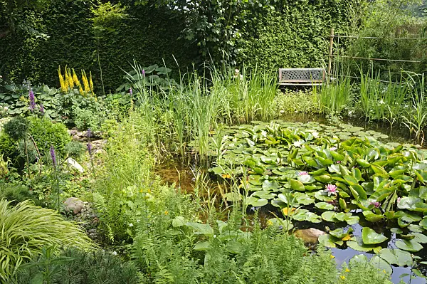 474084 - Garden pond with water lilies (Nymphaea)