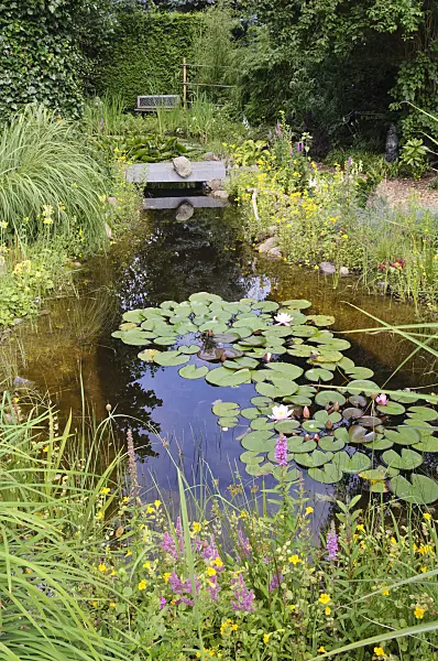 474148 - Garden pond with water lilies (Nymphaea)