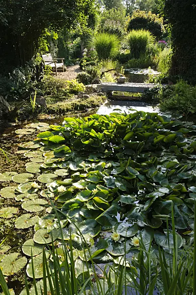 474445 - Garden pond with water lilies (Nymphaea)