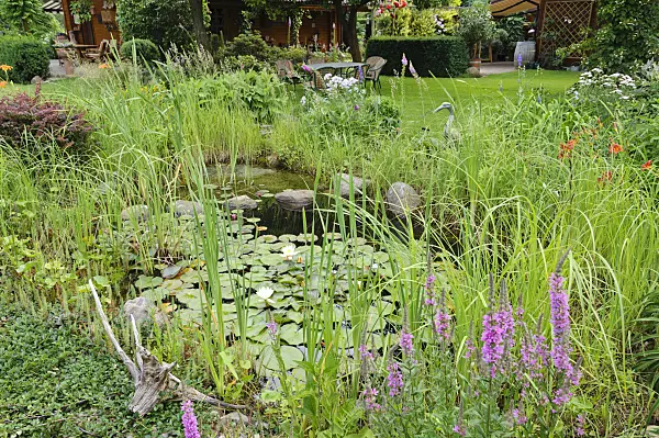 486009 - Garden pond with water lilies (Nymphaea)